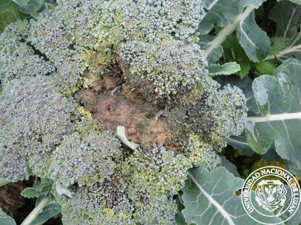 BRÓCOLI Patología Vegetal